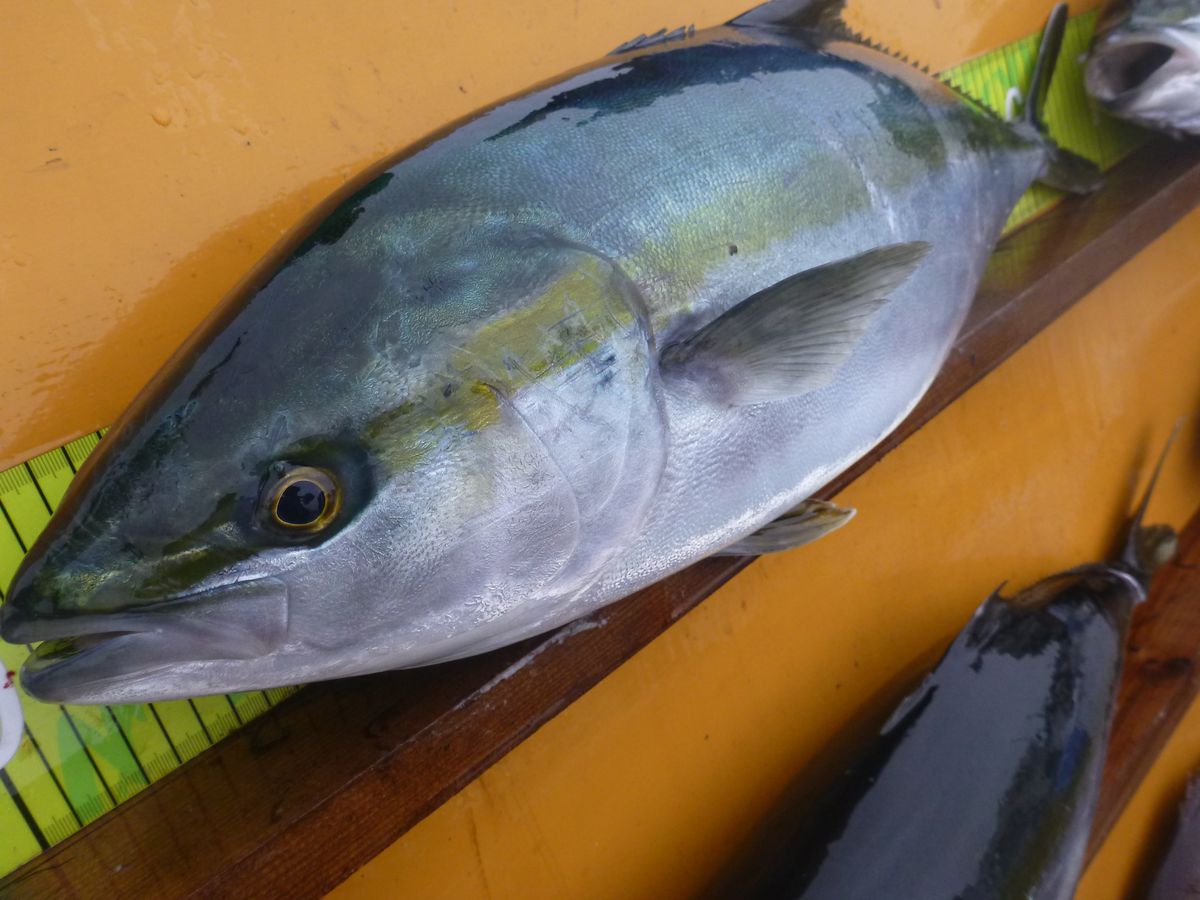 【海上釣り堀入門】釣れる魚:ブリ