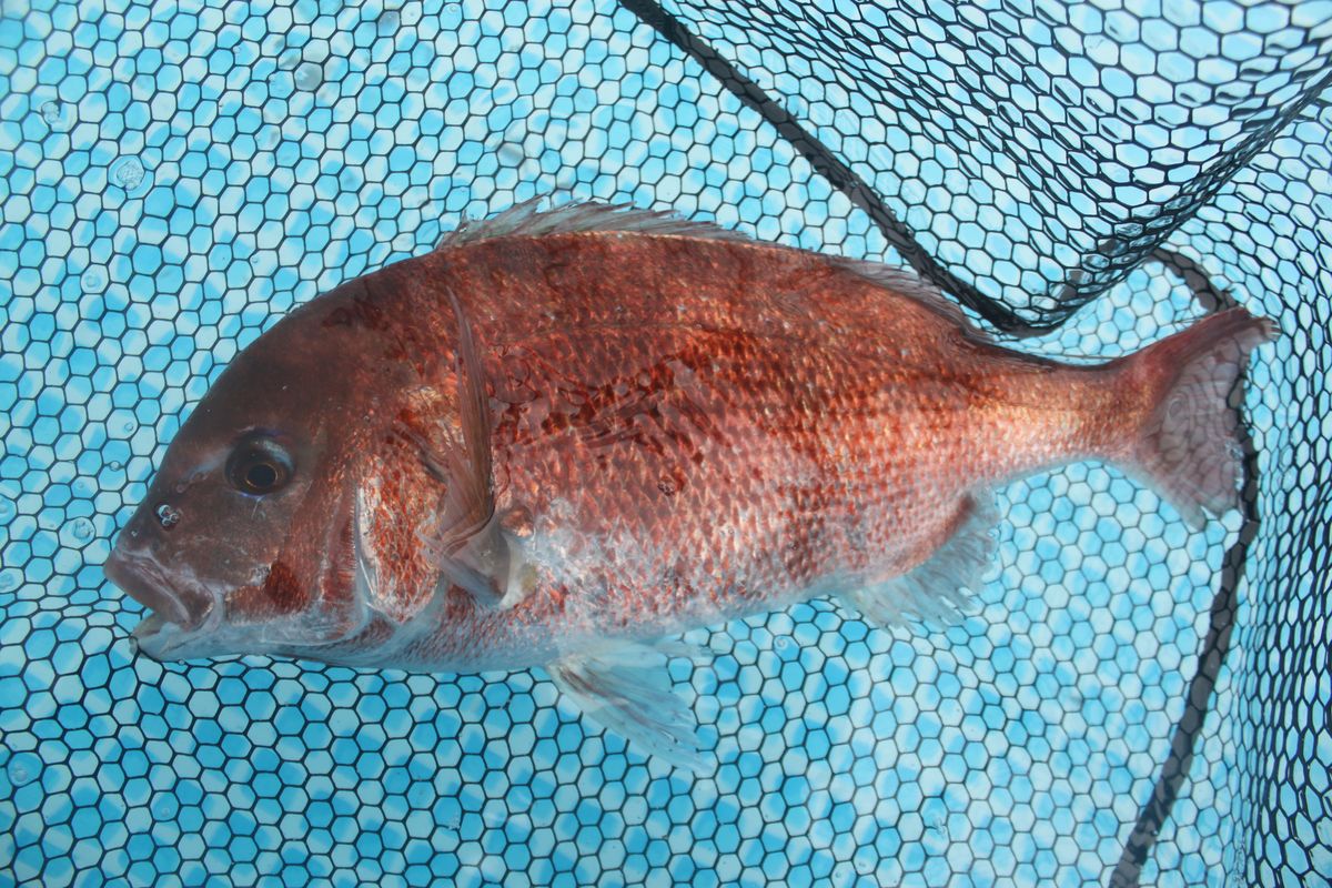 【海上釣り堀入門】釣れる魚:マダイ
