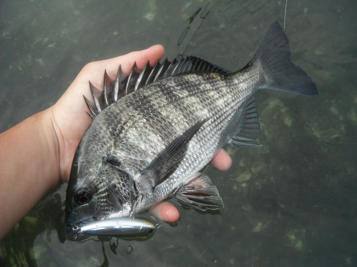 クロダイ キビレ釣り 静岡県沼津市 河内川 全国おすすめ釣り場