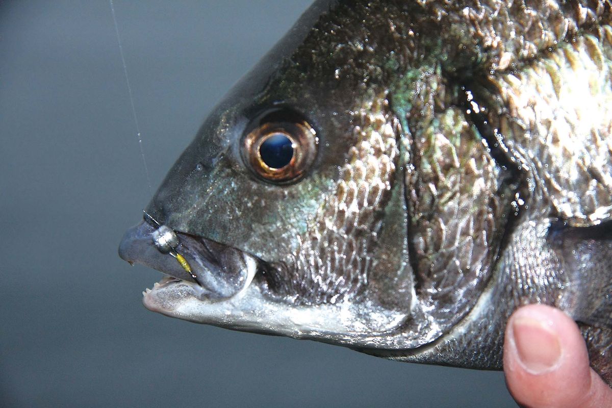 クロダイ アジ釣り 鬼に金棒 虫ヘッド釣法 の手引き 魚種別釣りガイド