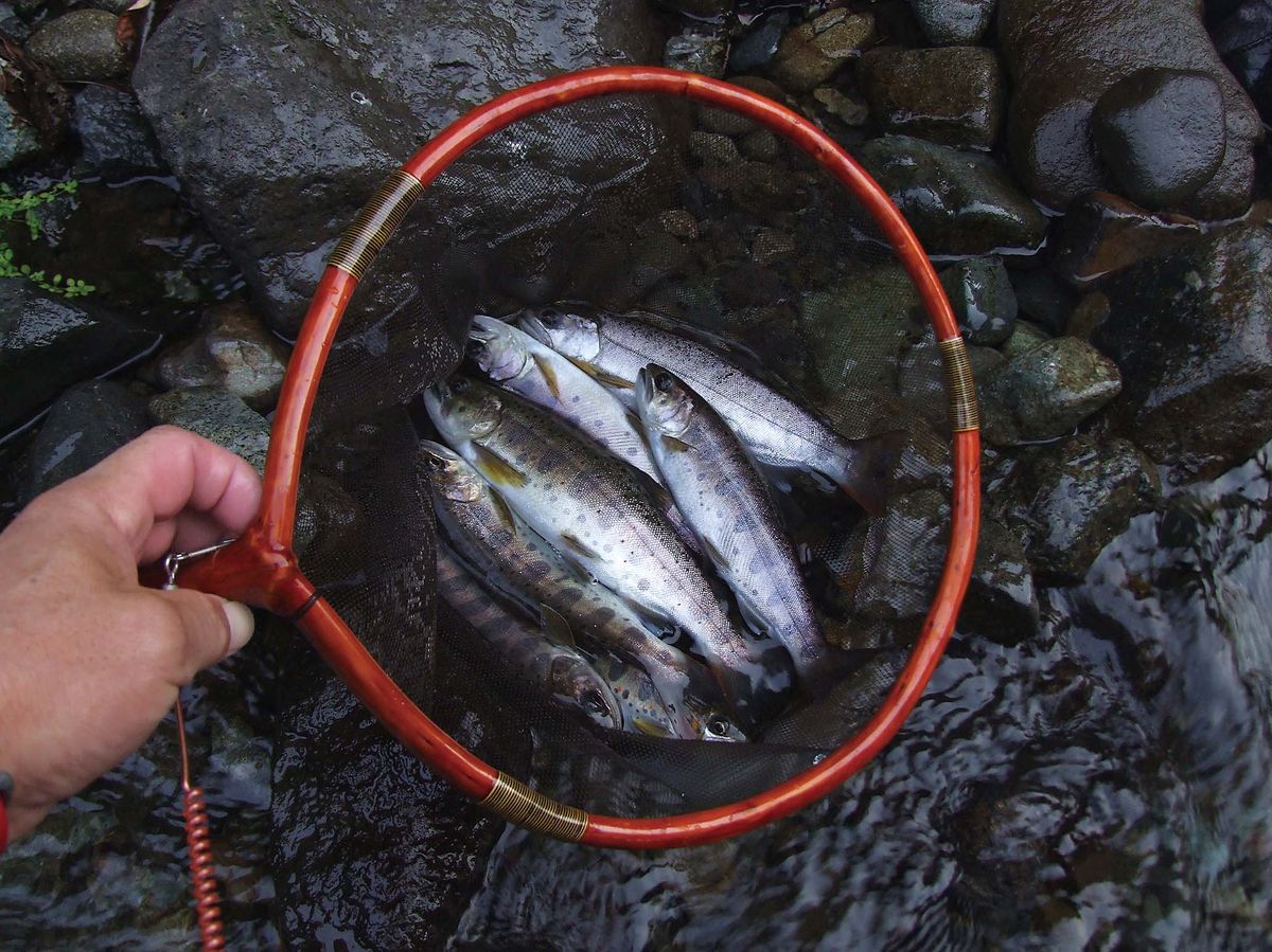 アマゴ釣り 静岡県朝霧高原 芝川 全国おすすめ釣り場