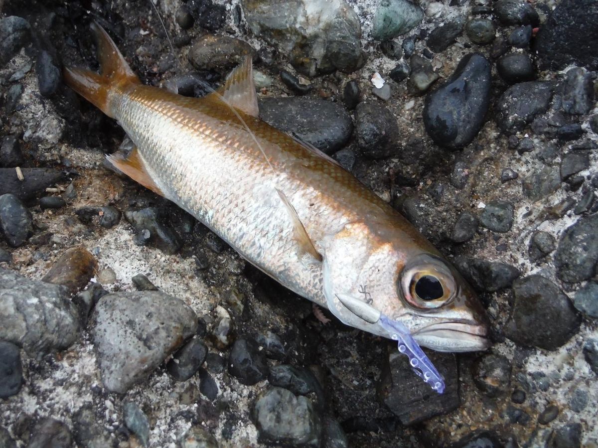 ムツ釣り 千葉県勝浦市 興津西港 全国おすすめ釣り場