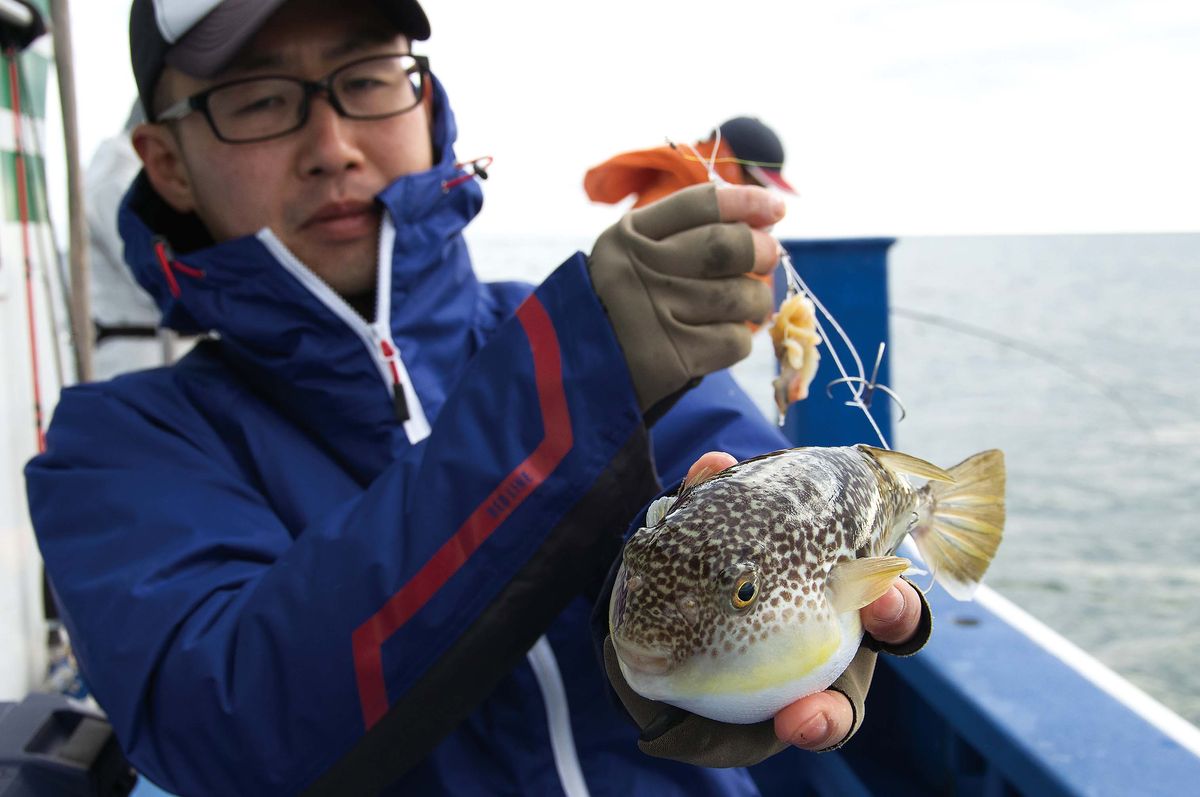 ショウサイフグ釣り 今からできるカットウ釣り入門 魚種別釣りガイド