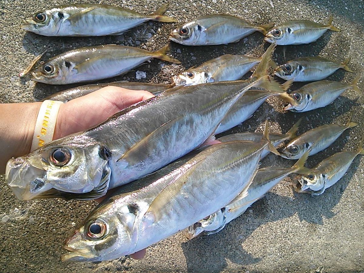 アジ釣り 大分県大分市 佐賀関 一尺屋下浦港 全国おすすめ釣り場