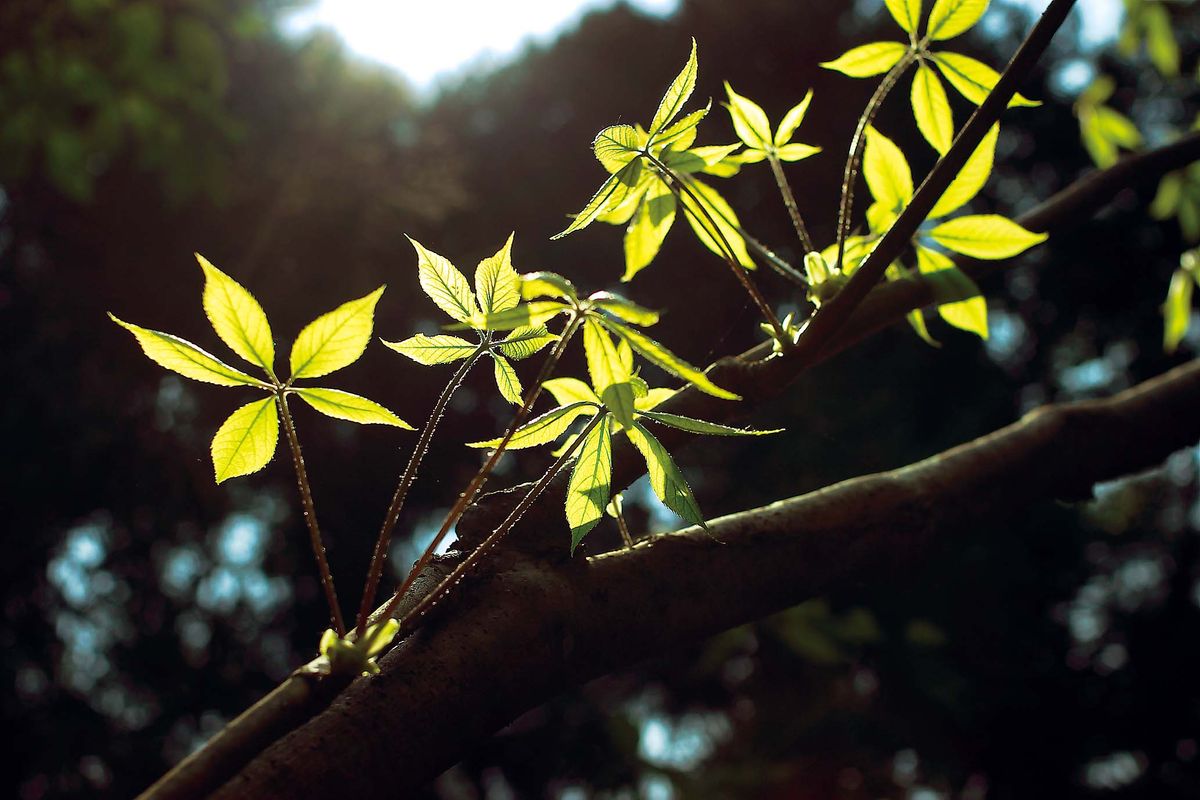 070-075-sansai_cs6 (6)