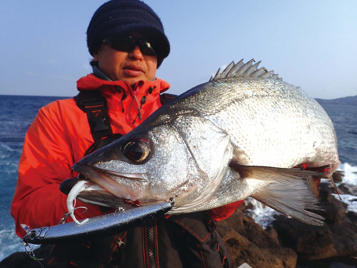 ヒラマサとヒラスズキ釣り 長崎県北松浦郡小値賀町 上五島 全国おすすめ釣り場