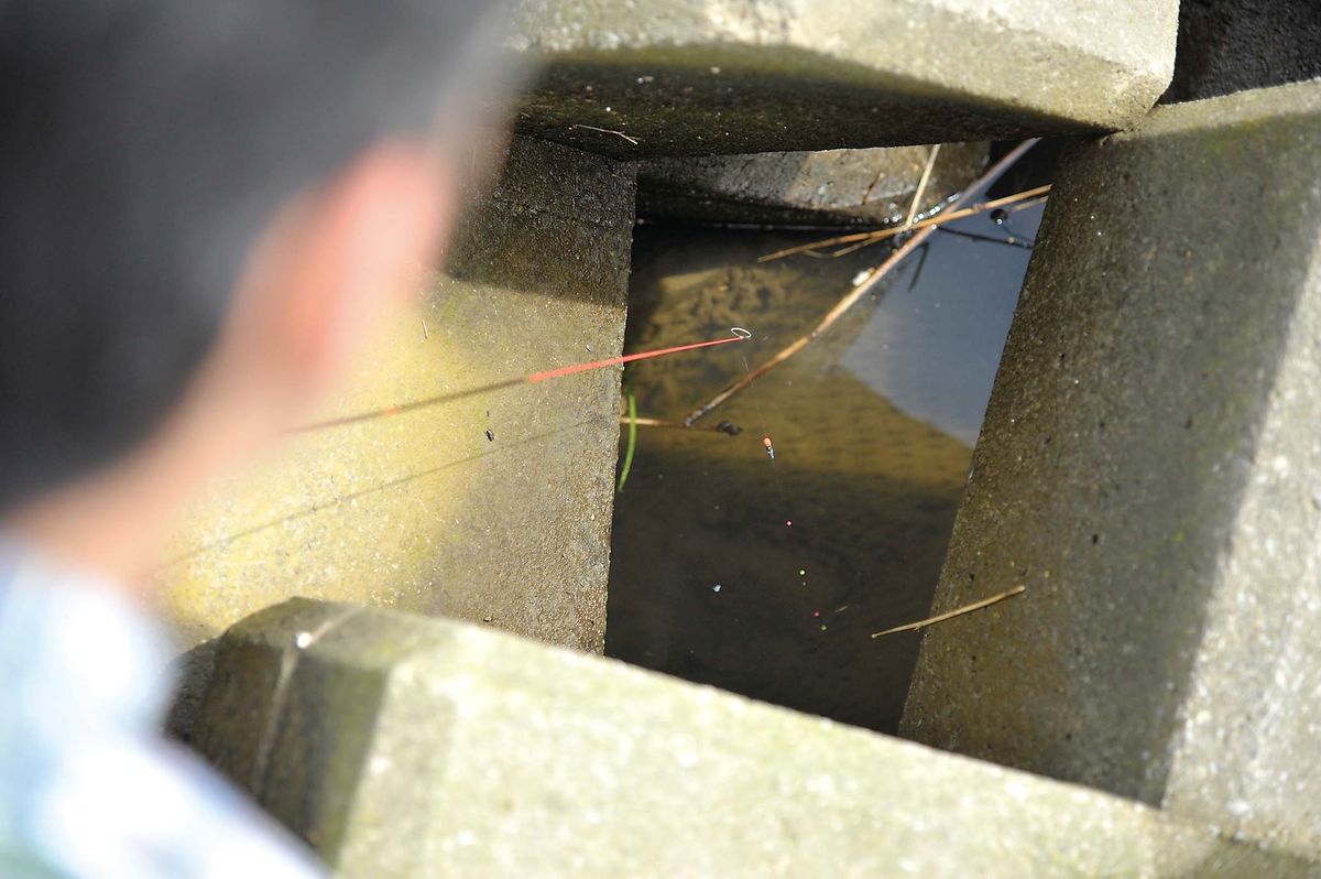 【テナガエビの釣り方】“テナガマンション”を探り当てよう