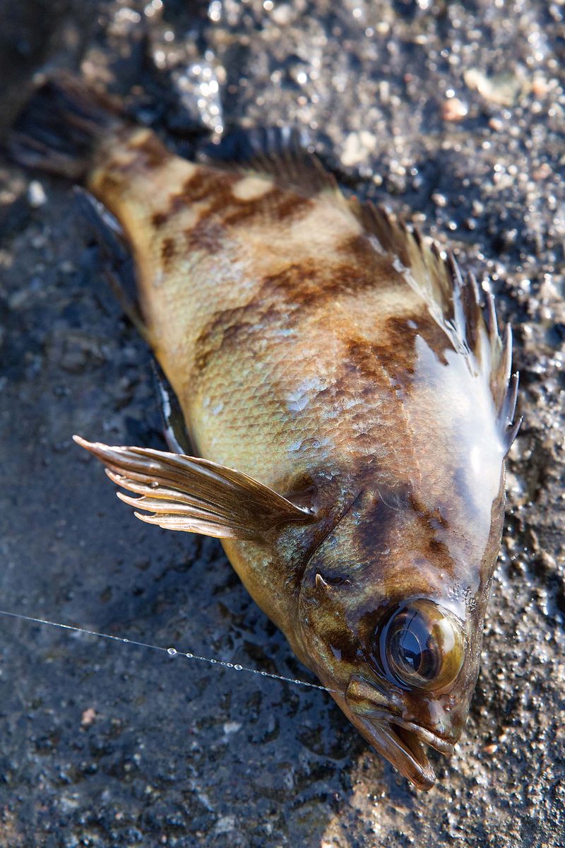 海釣り入門に最適 ノベザオでねらうウミタナゴ メバル 魚種別釣りガイド