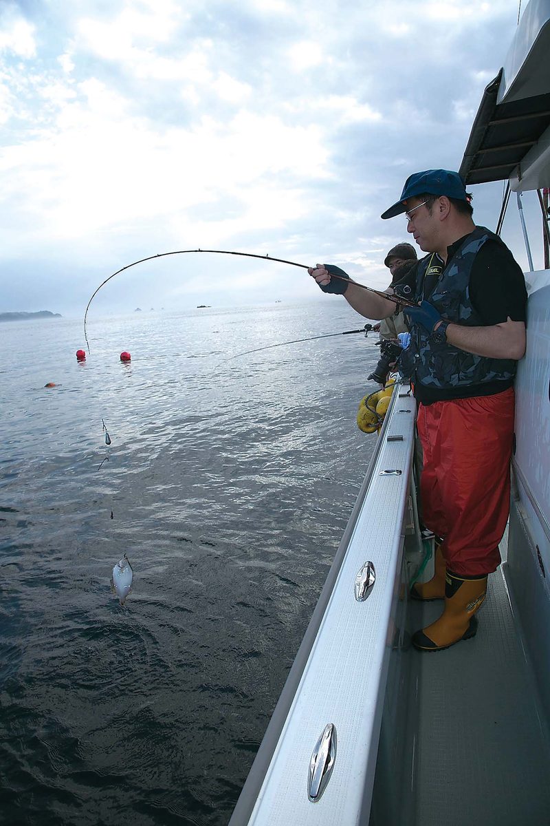 1日 30尾は堅い 宮城県女川町女川湾のカレイ アイナメ釣り 全国おすすめ釣り場