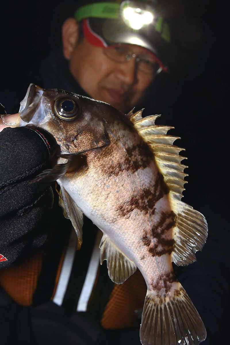 メバル ベッコウゾイが熱い 東海地方屈指のルアースポット 愛知県 伊良湖周辺 全国おすすめ釣り場