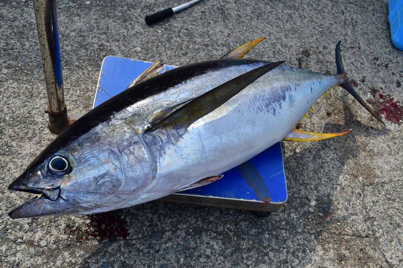 船釣り超入門 相模湾のキハダマグロ コマセ釣り編 船の乗り方 道具解説 釣り方 魚種別釣りガイド