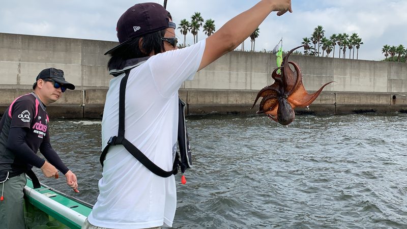 【東京湾の餌木タコ(エギタコ)入門】タコが釣れました