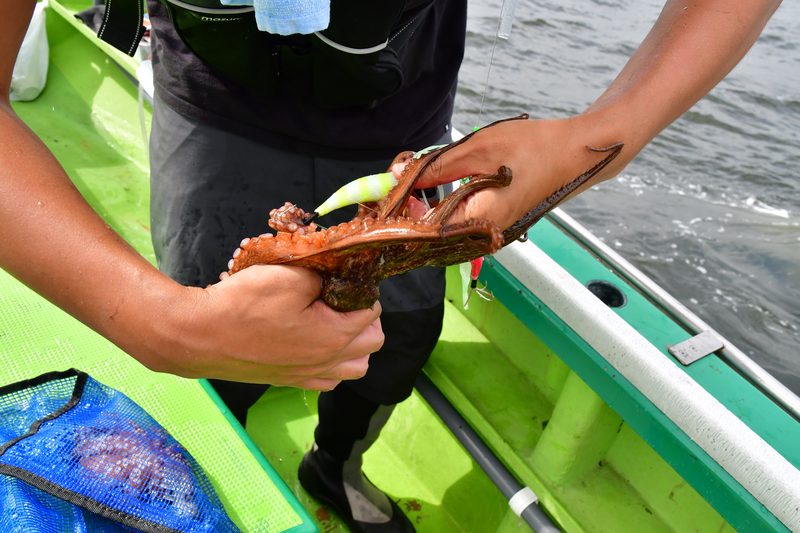 【東京湾の餌木タコ(エギタコ)入門】タコの首根っこをつかんで