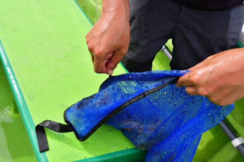 【東京湾の餌木タコ(エギタコ)入門】釣りあげたタコはネットへ入れる