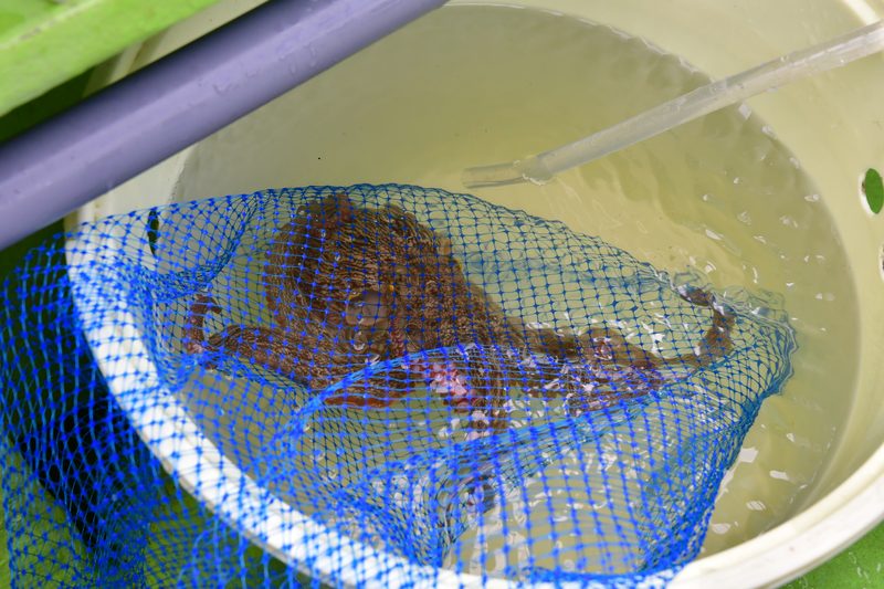 【東京湾の餌木タコ(エギタコ)入門】バケツにネットごと入れる