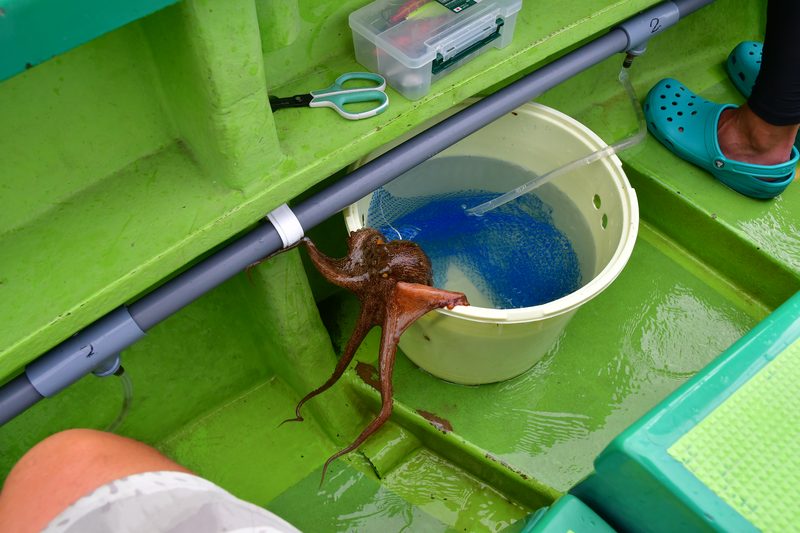 【東京湾の餌木タコ(エギタコ)入門】釣りあげたタコはネットに入れないと脱走