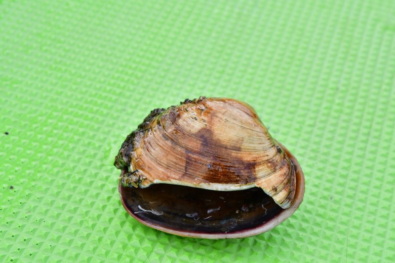 【東京湾の餌木タコ(エギタコ)入門】僕の初タコが大事に抱いていた貝