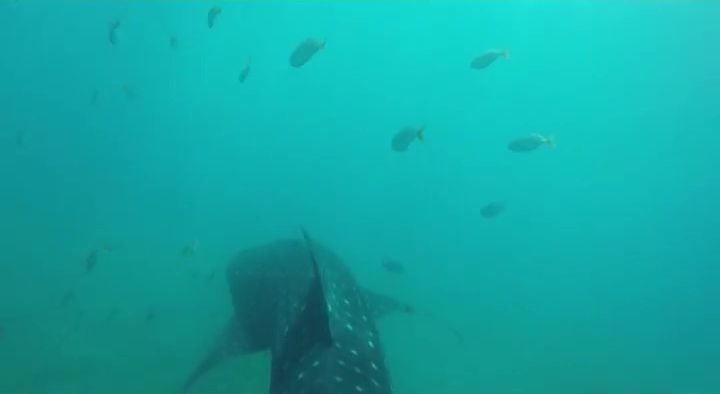 動画 東京湾には南方の魚が増えている 東京湾大感謝祭トークライブ より 月刊つり人ブログ