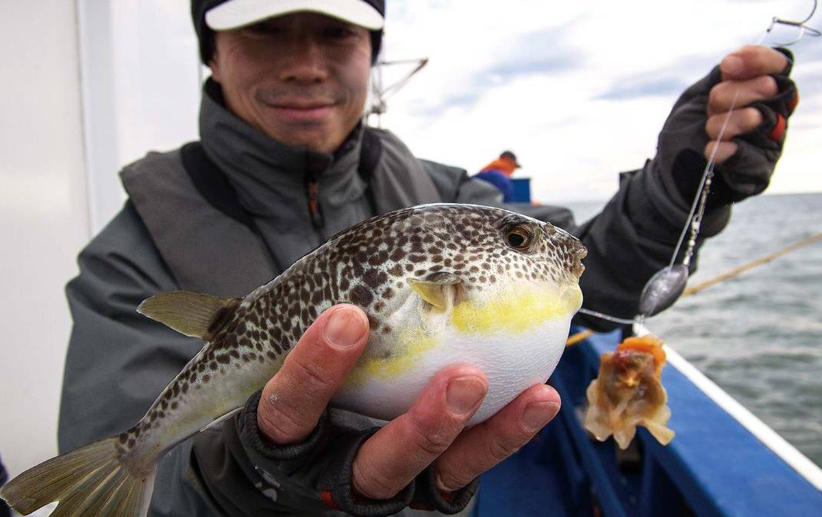 ショウサイフグ釣り 今からできるカットウ釣り入門 魚種別釣りガイド