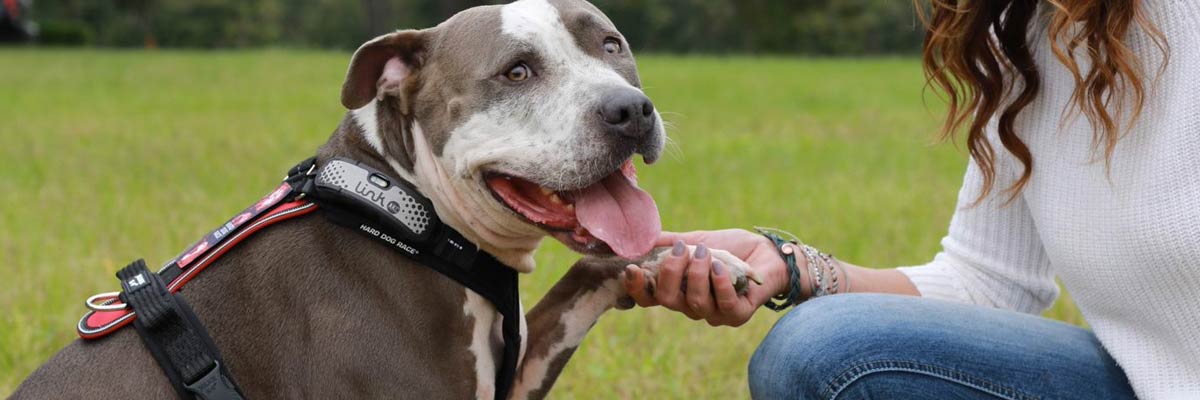 Pit bull wearing Julius K9 Harness while shaking owners hand