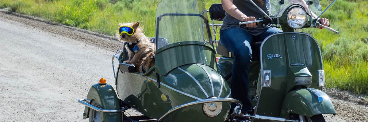 Dog in motorcycle sidecar wearing rex specs