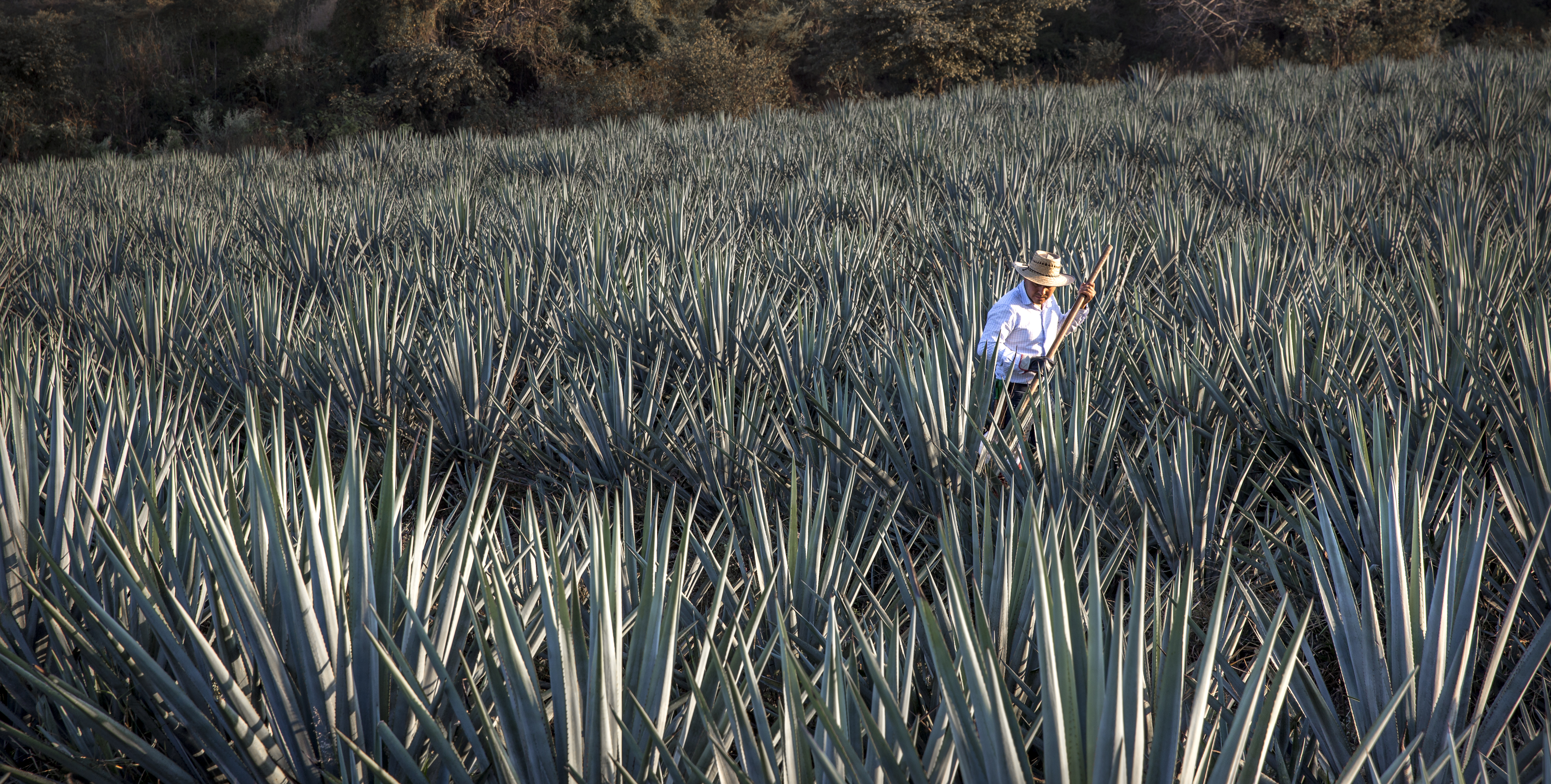 Agave Azul, el tequila más puro