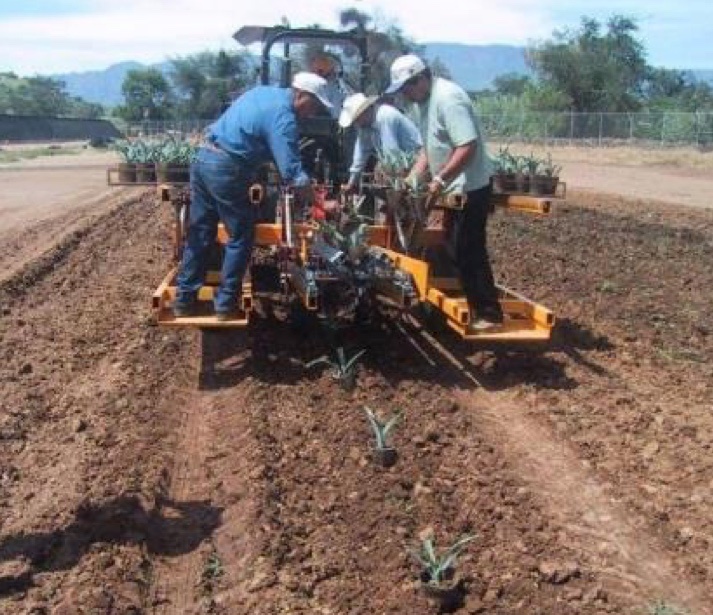 Impacto del mantenimiento planeado en la producción de agave TPM