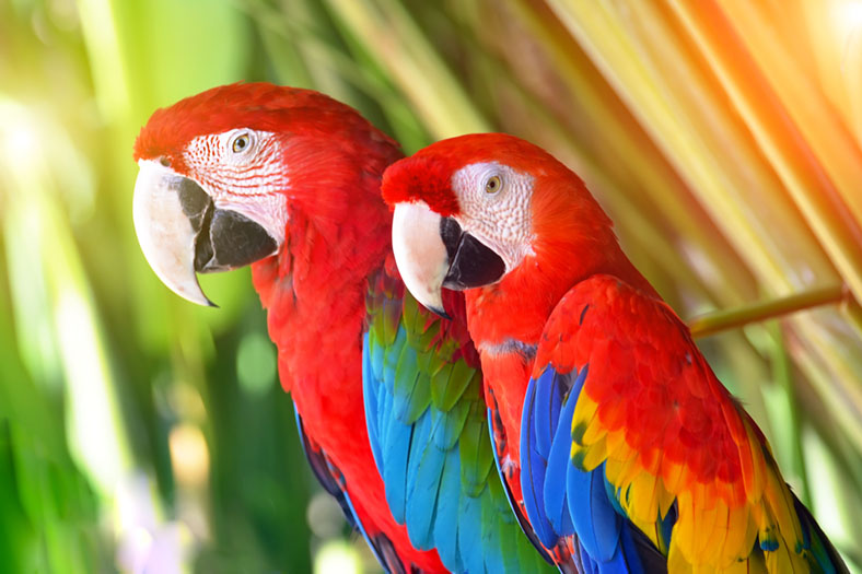 Parrots