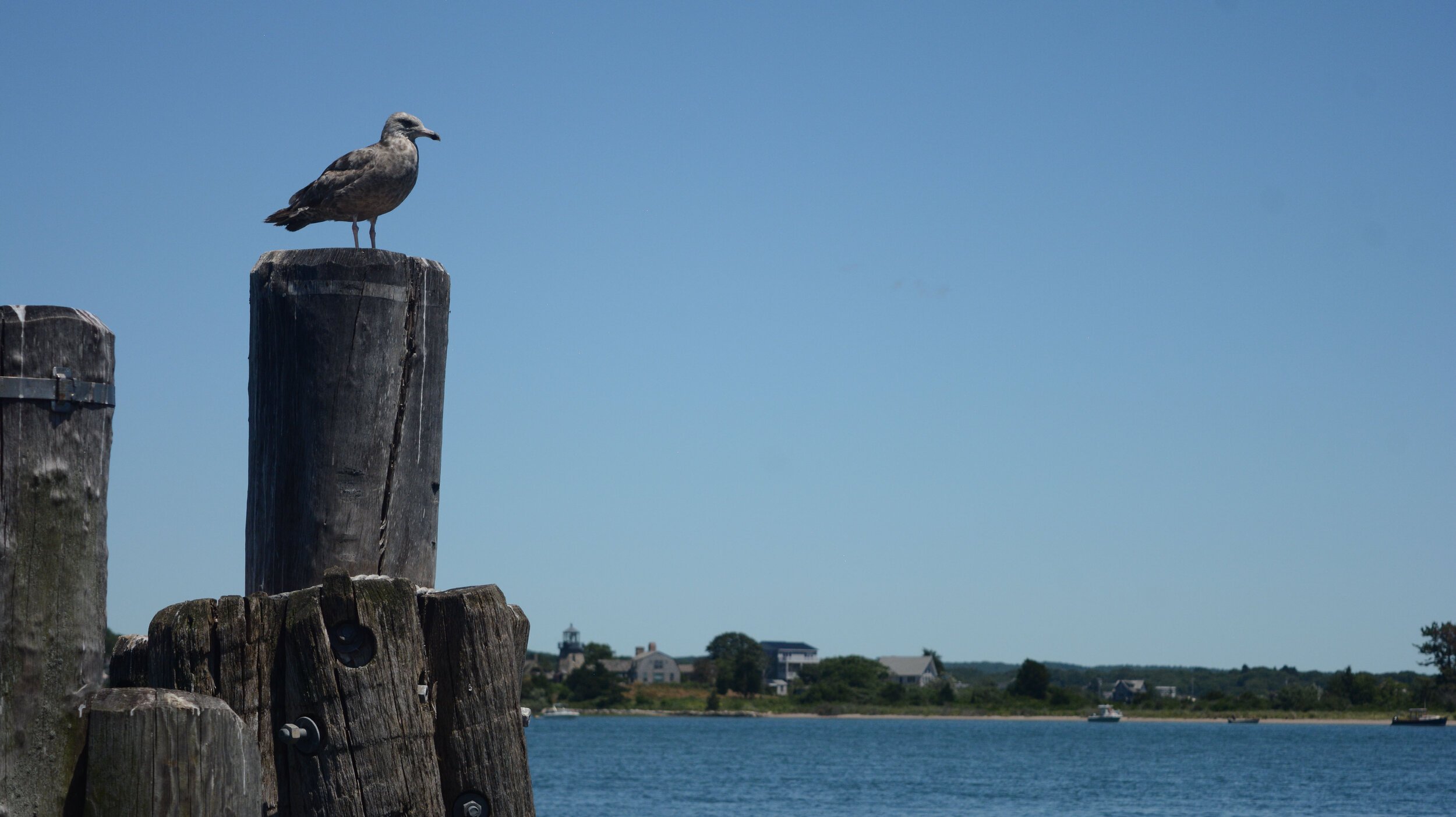 The Town Dock, wholesale squid, quality calamari, local seafood and imported seafood