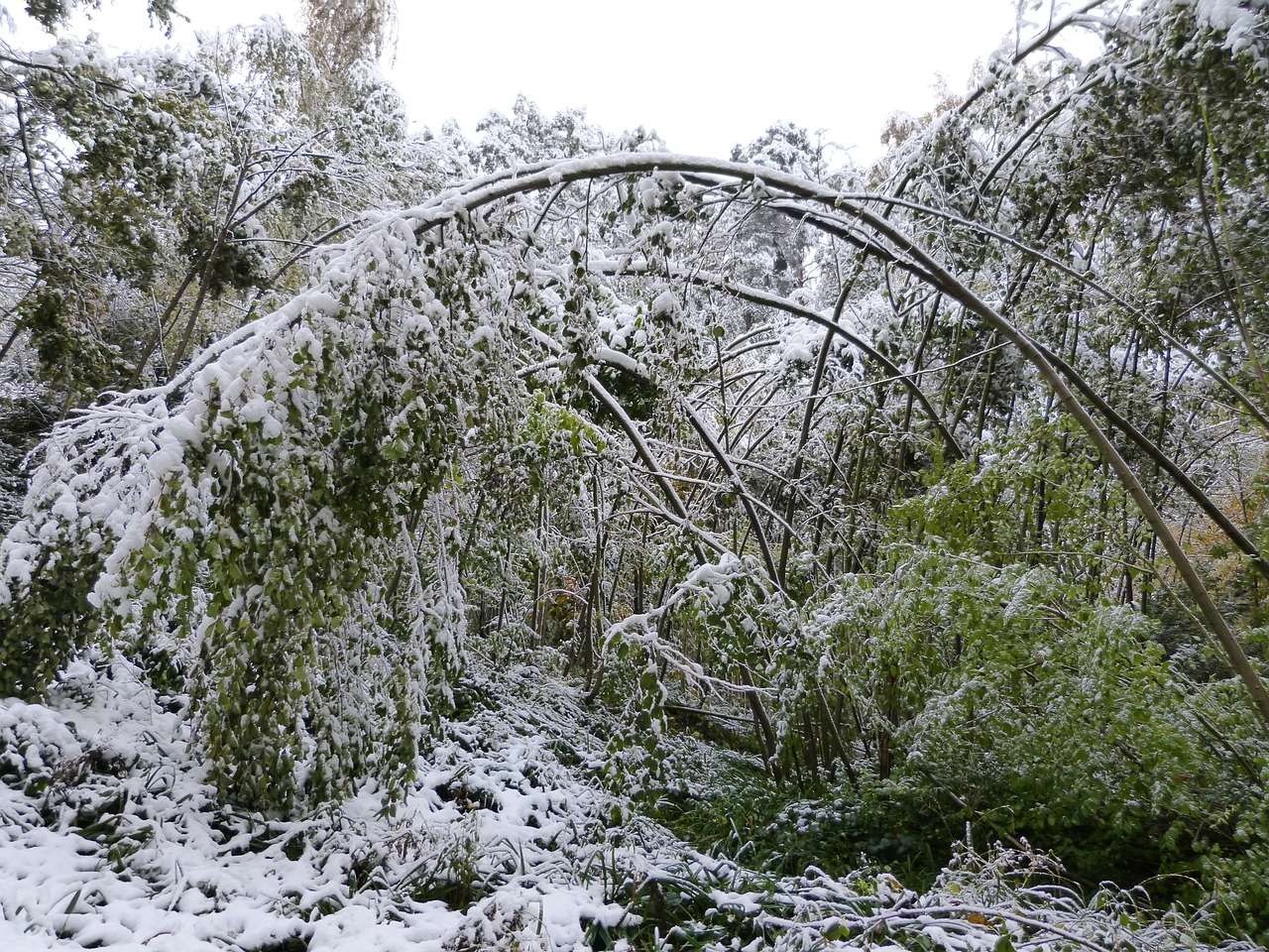 What Are the Common Causes of Winter Damage to Trees?