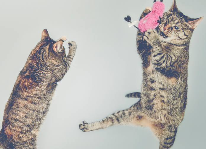 Dos gatos jugando-1