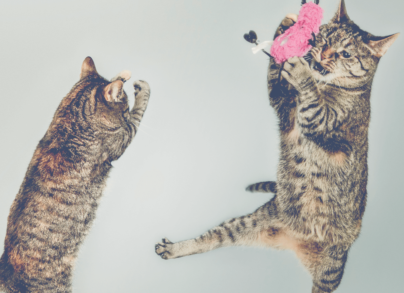 bataille-entre-chats