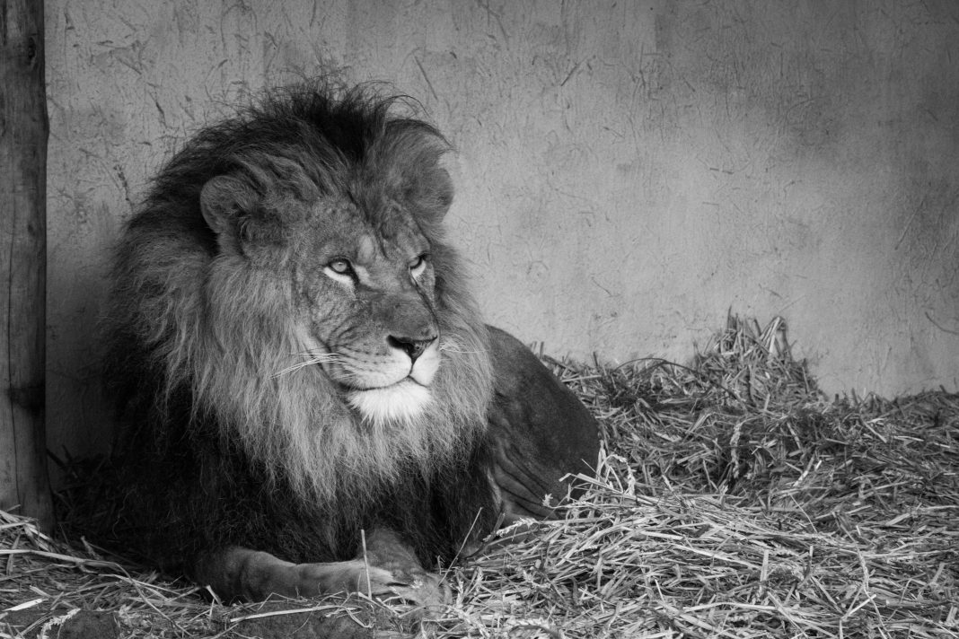 lionbossblackandwhite