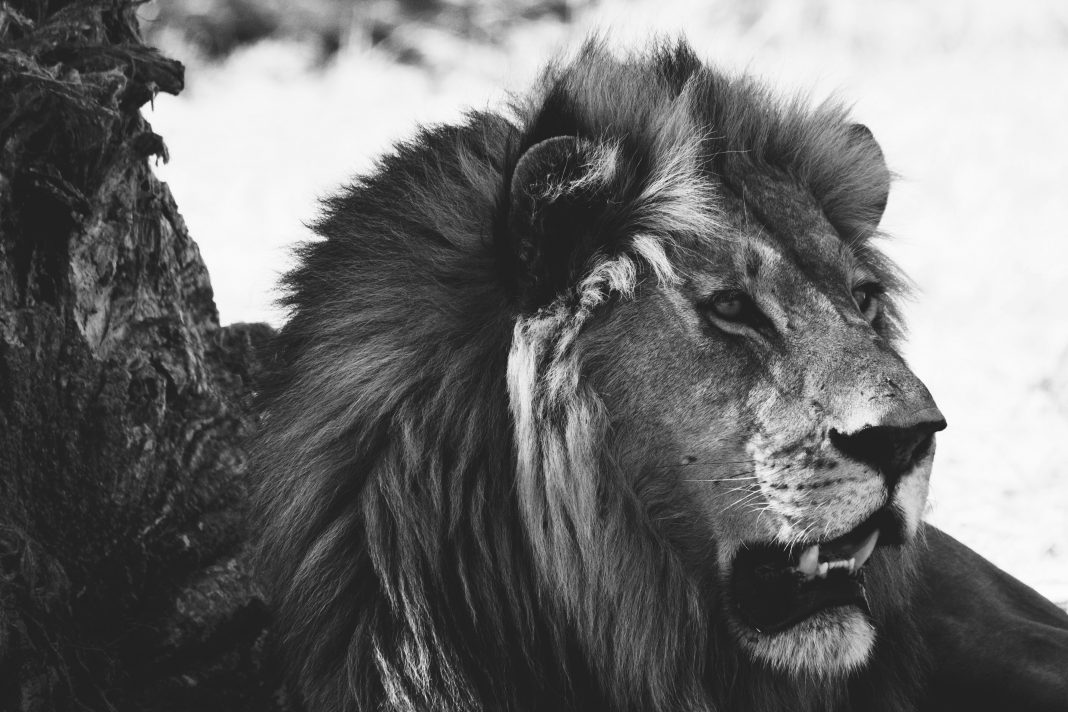 lionbossblackandwhite2