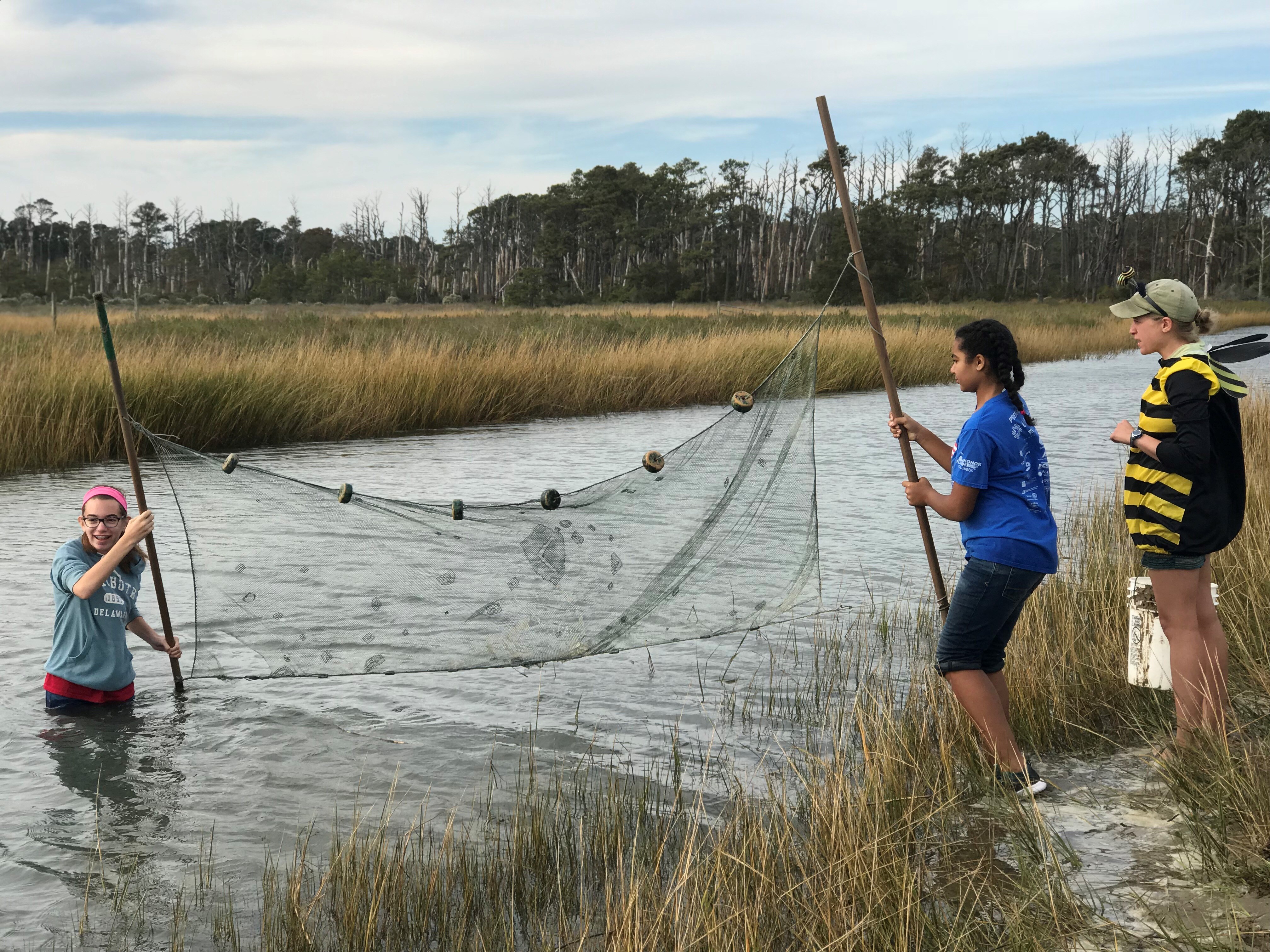 Chincoteague Colts > Home