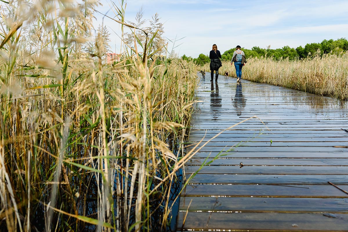 viaggiare con il cane consigli