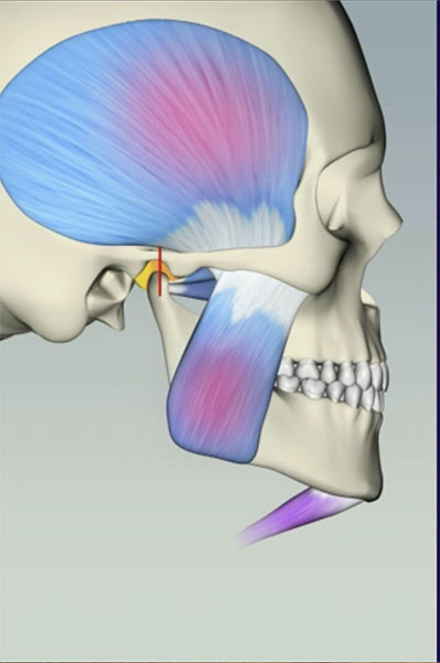 Masticatory System