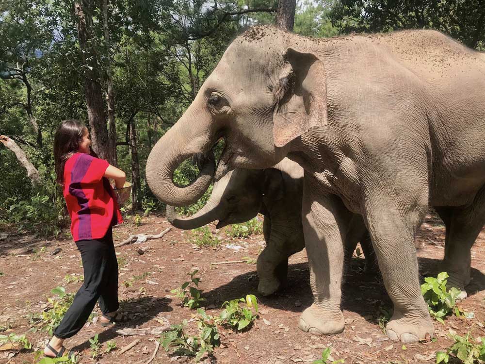 TEFL Chiang Mai, Thailand Coronavirus COVID-19
