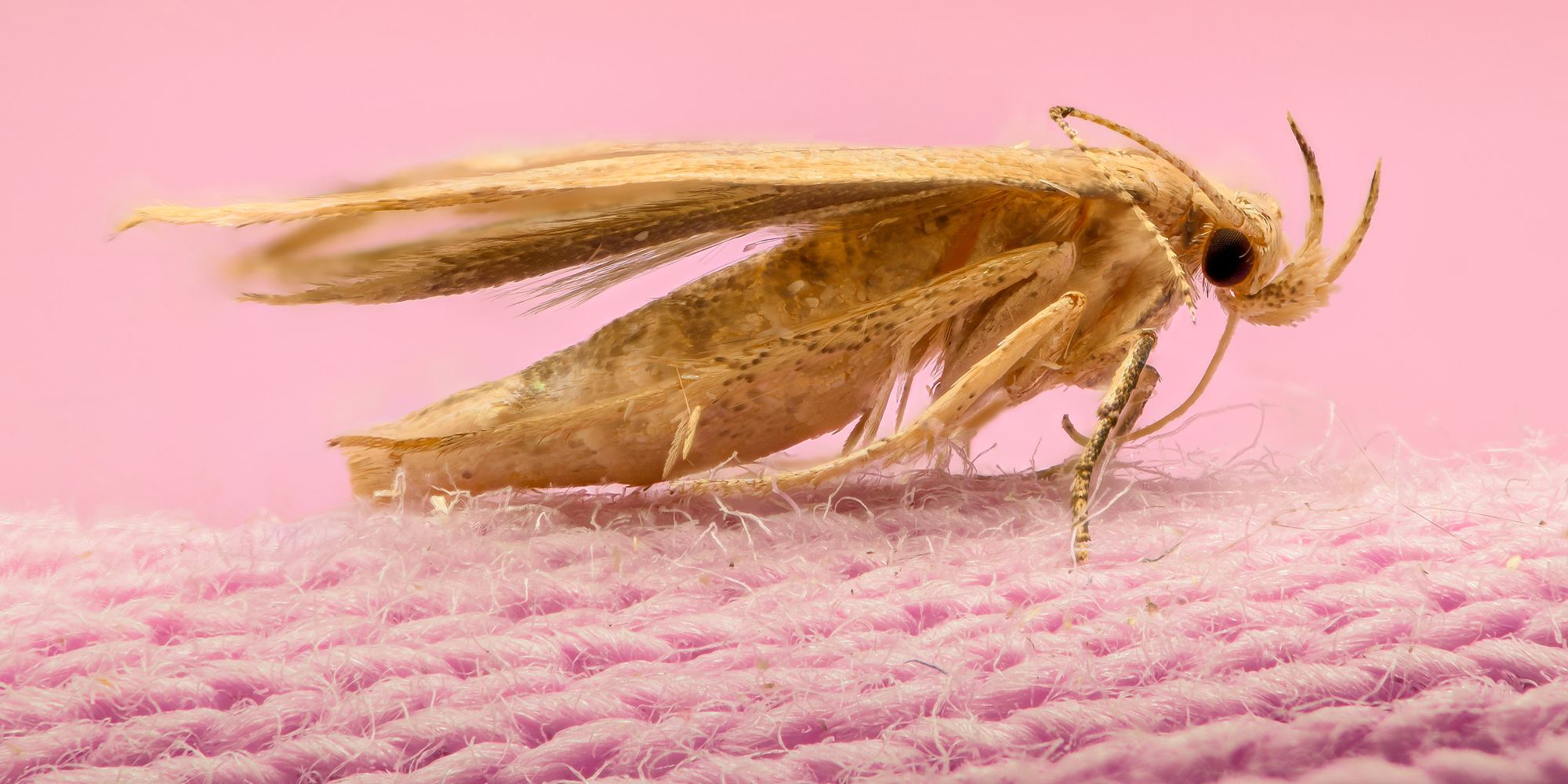 Moths Eating Clothes Pictures
