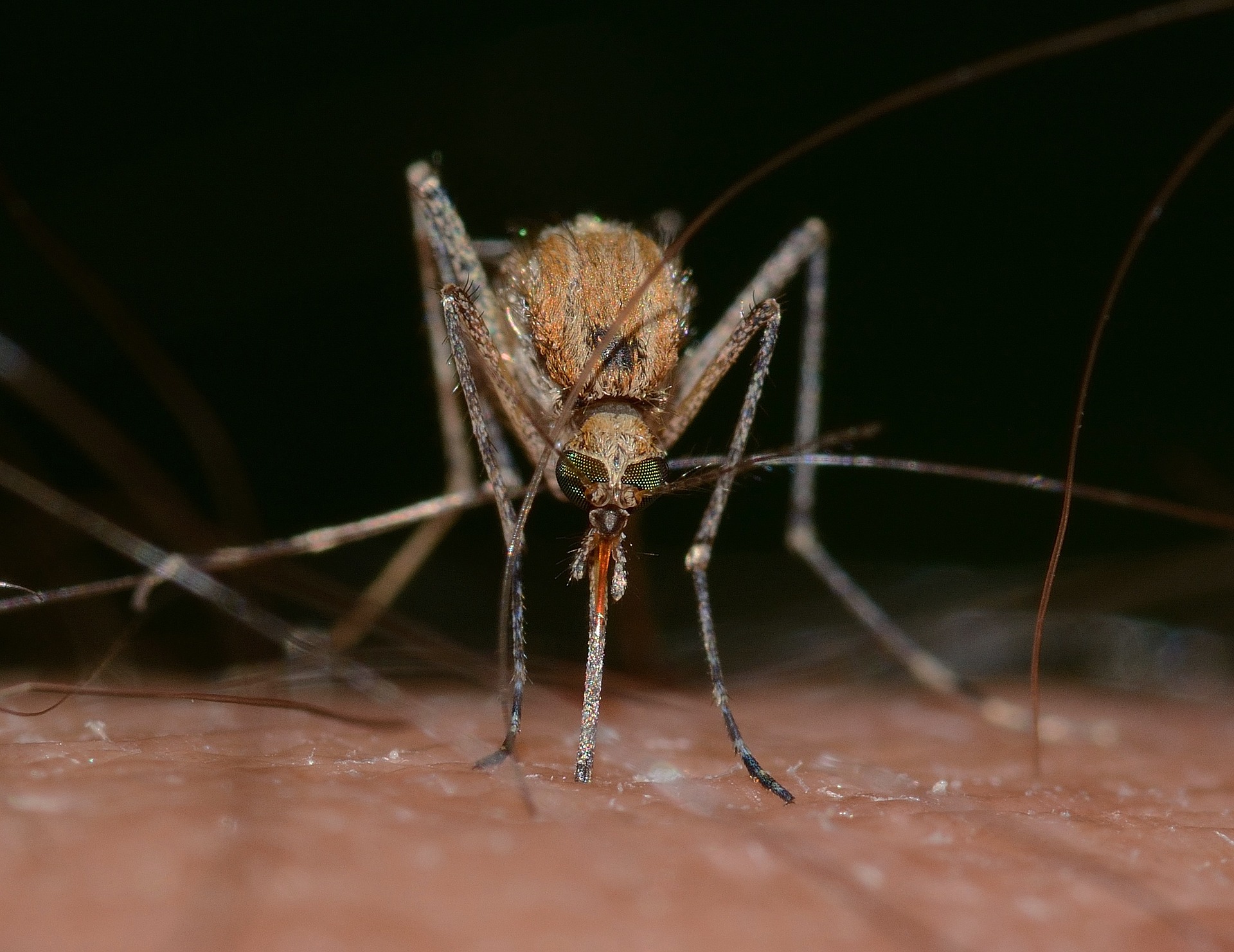 Curious Research Information: Are Mosquitoes Attracted to Your Genes? Curious Research Information: Are Mosquitoes Attracted to Your Genes?