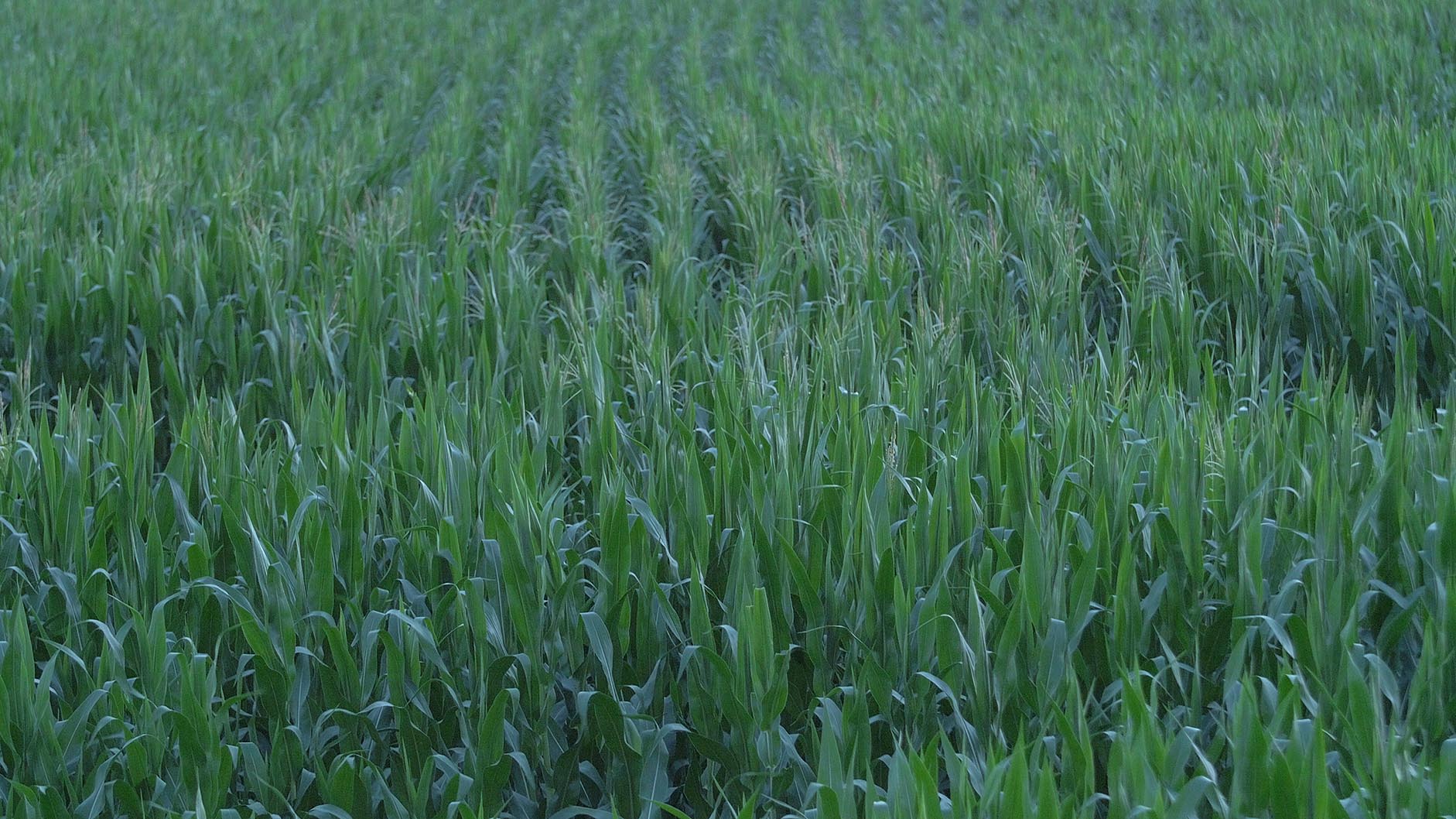 Corn field 