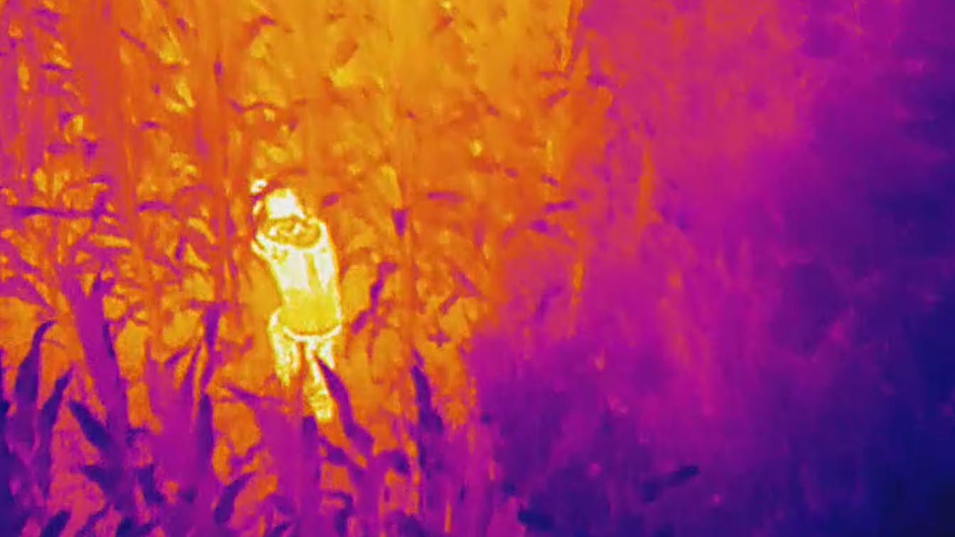 A heat signature of a person in a cornfield through a thermal camera