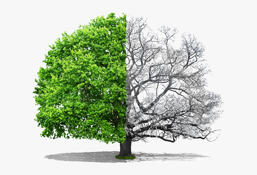 Half Dead Half Alive Tree Drawing