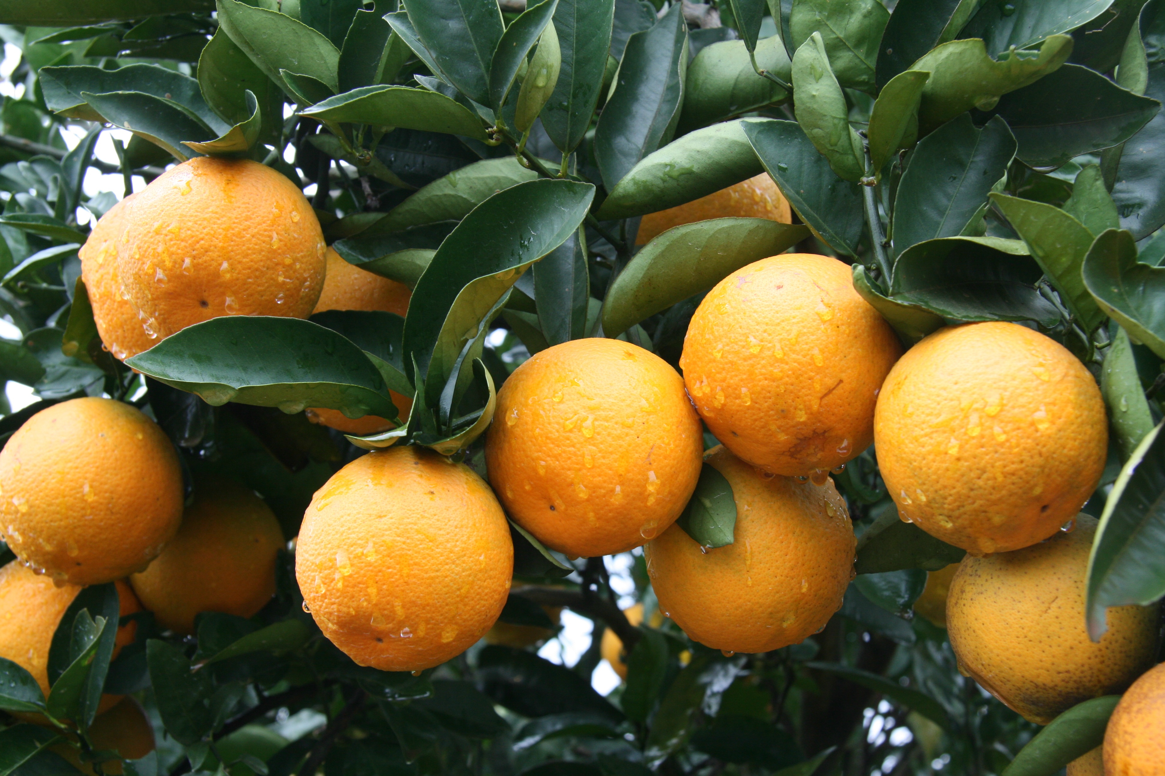 Alltech Crop Science_Citros_Cobre