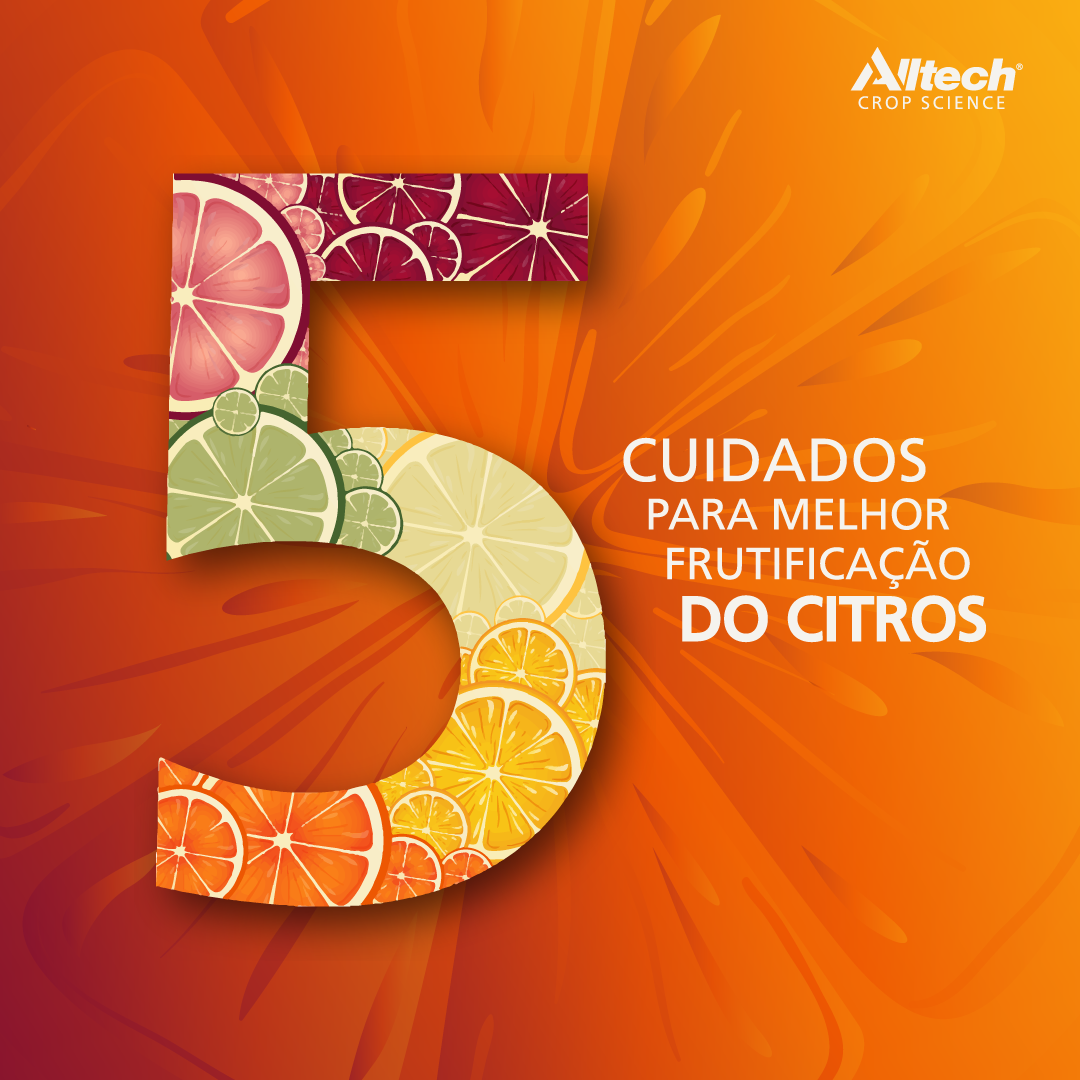 Frutificação-Citros3