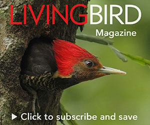 subscribe to Living Bird magazine