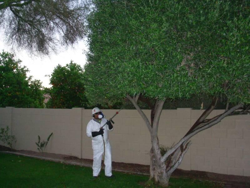 tree-spraying-1.jpg